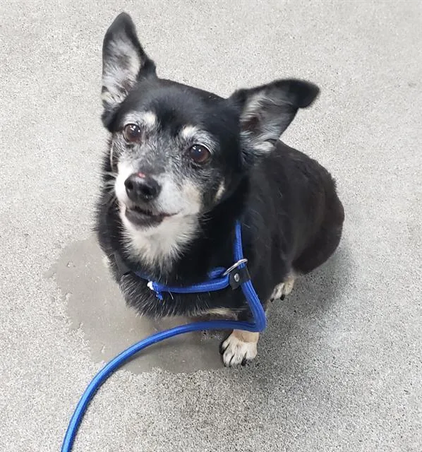 A senior small-sized male Chihuahua dog named Jethro for adoption in Fairfield, CA