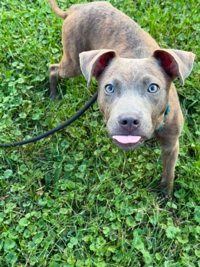 A baby large-sized male Terrier dog named Griffin for adoption in Waterloo, IA