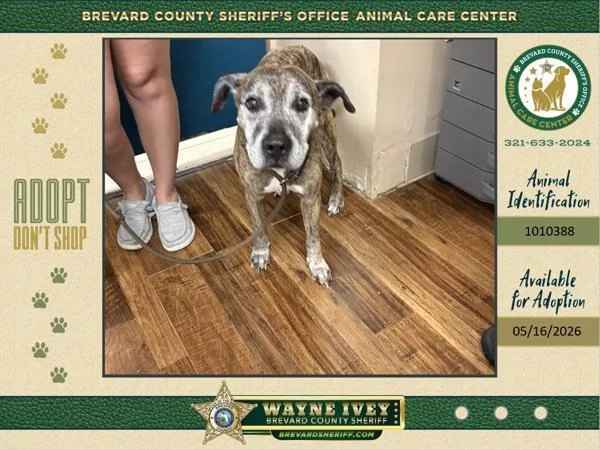 A senior medium-sized male Mixed Breed dog named Doc Holiday for adoption in Melbourne, FL
