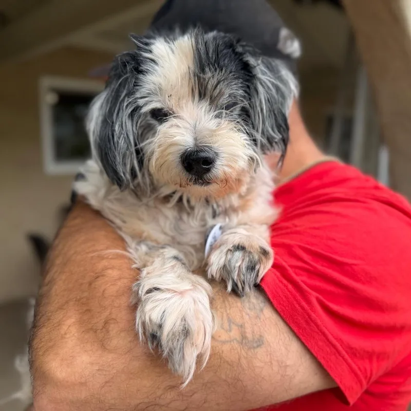 A senior medium-sized male White / Cream Shih Tzu dog named Oreo Octane for adoption in Ramona, CA