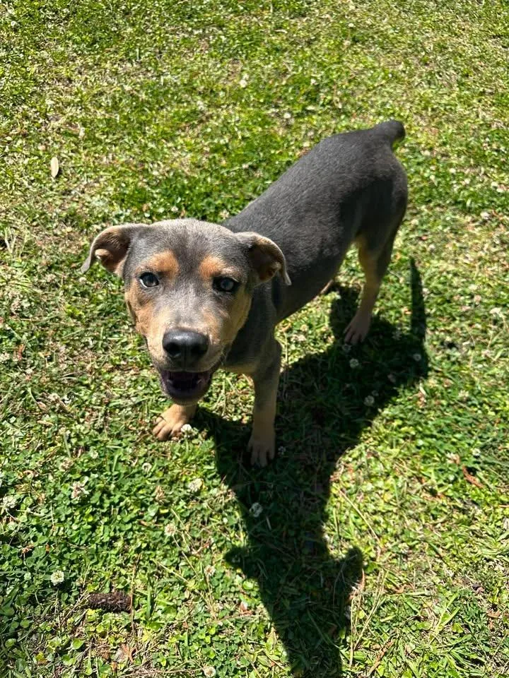 A young medium-sized male Gray / Blue / Silver Terrier dog named Dorian for adoption in Wilmington, NC