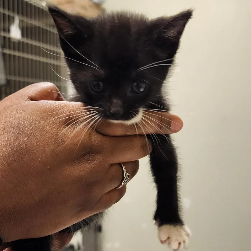 A baby small-sized male Domestic Short Hair cat named Pudding for adoption in Elizabeth City, NC