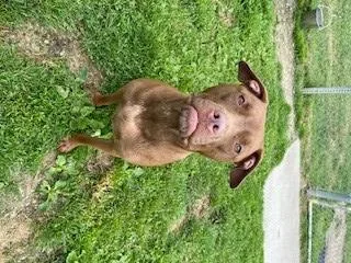 A young small-sized female Pit Bull Terrier dog named Mary for adoption in Clinton Township, MI