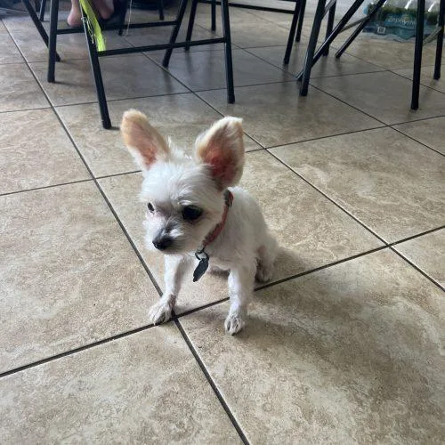 An adult small-sized male Yellow / Tan / Blond / Fawn Maltese dog named Valentino for adoption in Plantation, FL