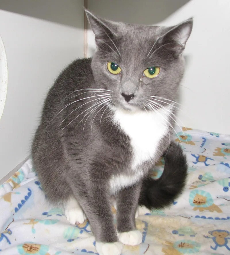 An adult medium-sized female Gray / Blue / Silver Tuxedo cat named Jane for adoption in Lawrenceburg, KY