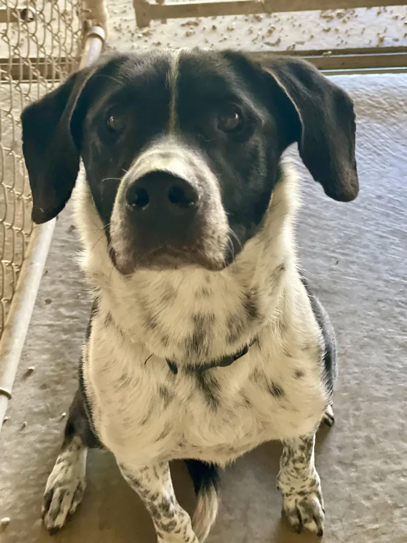 Benji