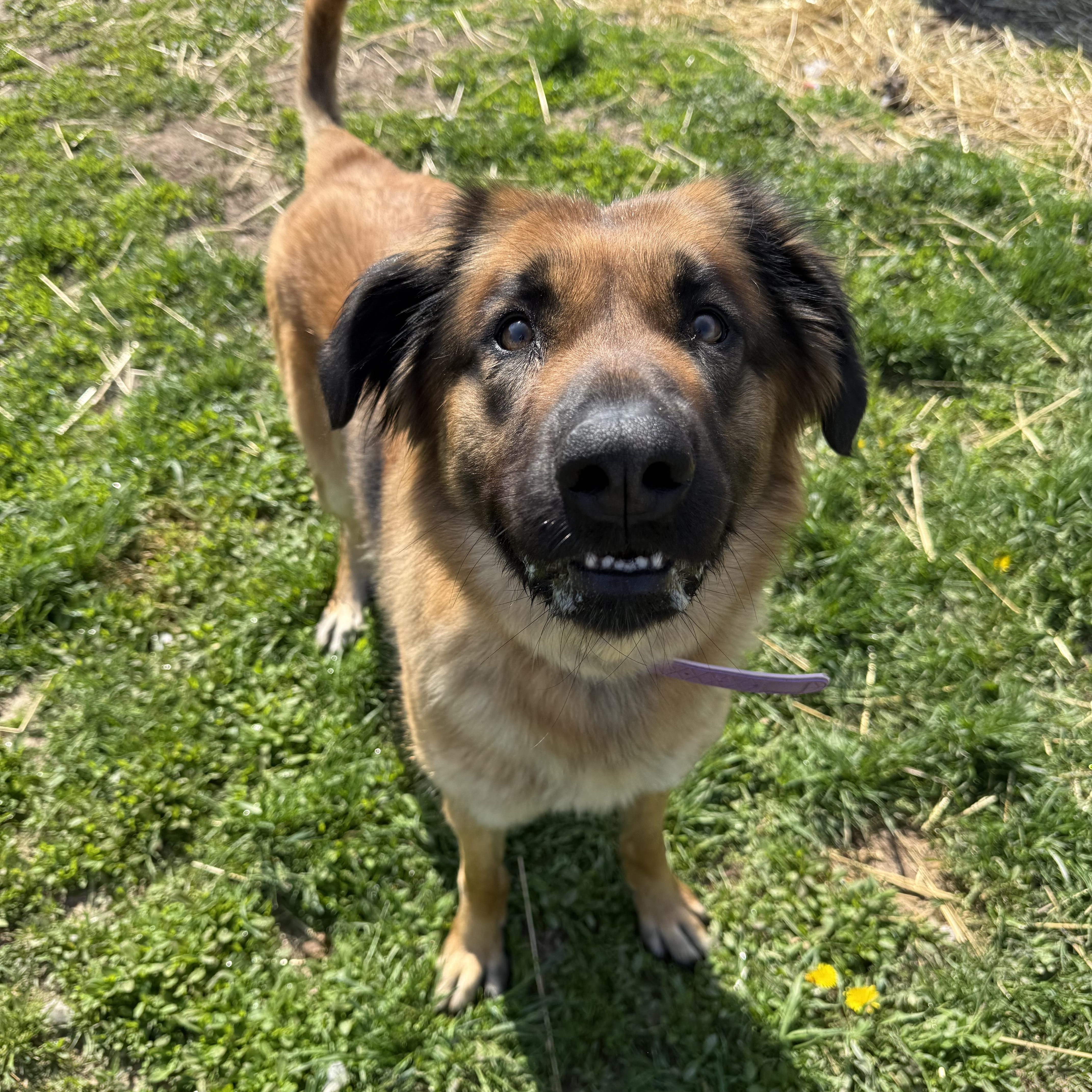An adult large-sized female Leonberger dog named Nyx for adoption in Sault Sainte Marie, MI