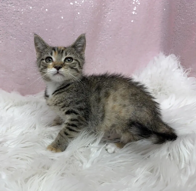 A young medium-sized female Domestic Short Hair cat named Pumpkin for adoption in Clarkesville, GA