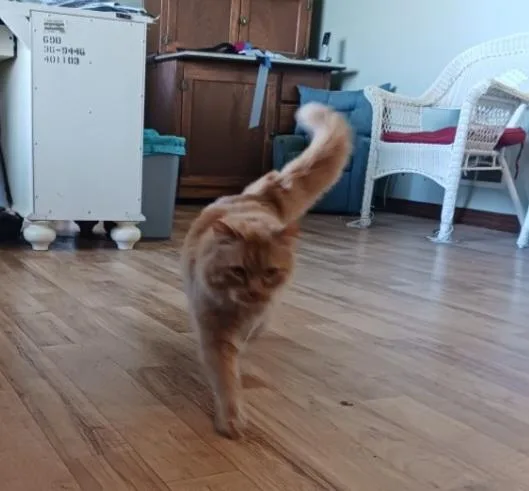 An adult medium-sized male Tabby (Orange / Red) Maine Coon cat named Simba for adoption in North East, MD