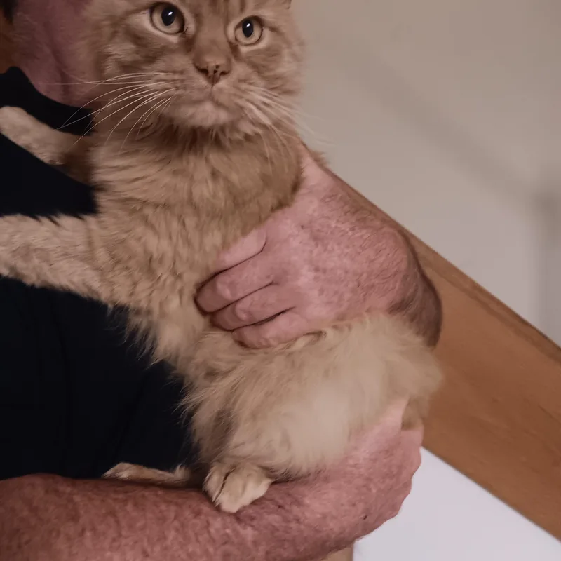 Simba thumbnail 2