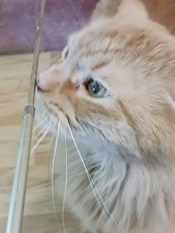 Simba thumbnail 3