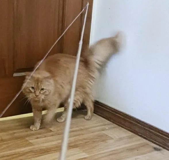 Simba thumbnail 4