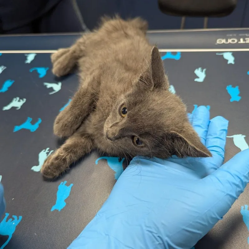 A baby small-sized male Gray / Blue / Silver Domestic Short Hair cat named Tomatillo for adoption in Lynchburg, VA