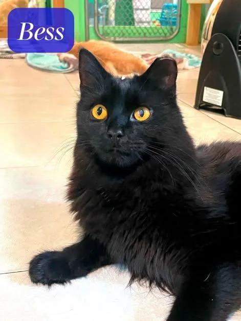 A young medium-sized female Black Domestic Long Hair cat named Bess for adoption in Flint Hill, VA