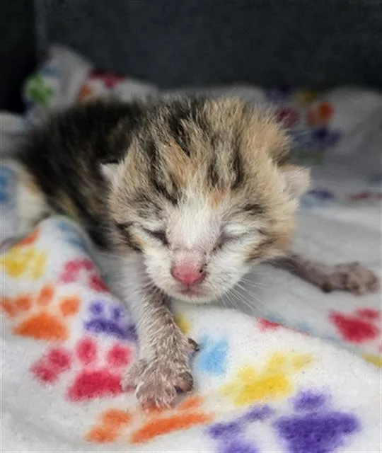 A baby medium-sized female Domestic Short Hair cat named Chili for adoption in Dallas, TX