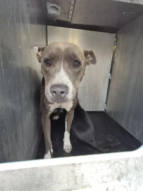 An adult large-sized female American Staffordshire Terrier dog named Chile for adoption in San Antonio, TX