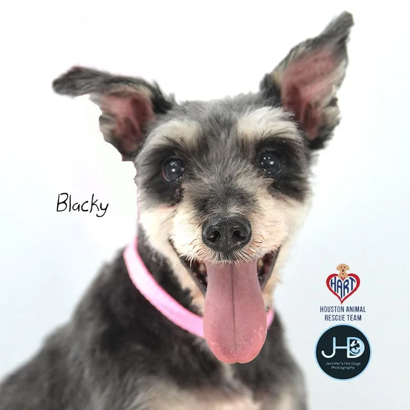 A senior small-sized female Schnauzer dog named Blacky for adoption in Hockley, TX