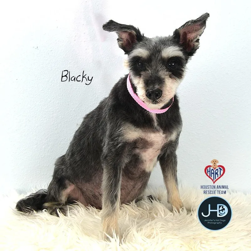 Blacky thumbnail 2