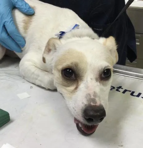 A young small-sized male Maltese dog named Prince for adoption in Riverside, CA