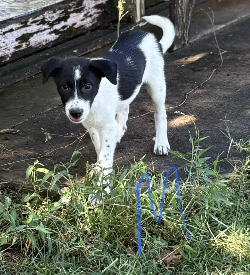 A baby medium-sized male Australian Cattle Dog / Blue Heeler dog named Scout for adoption in Moyock, NC