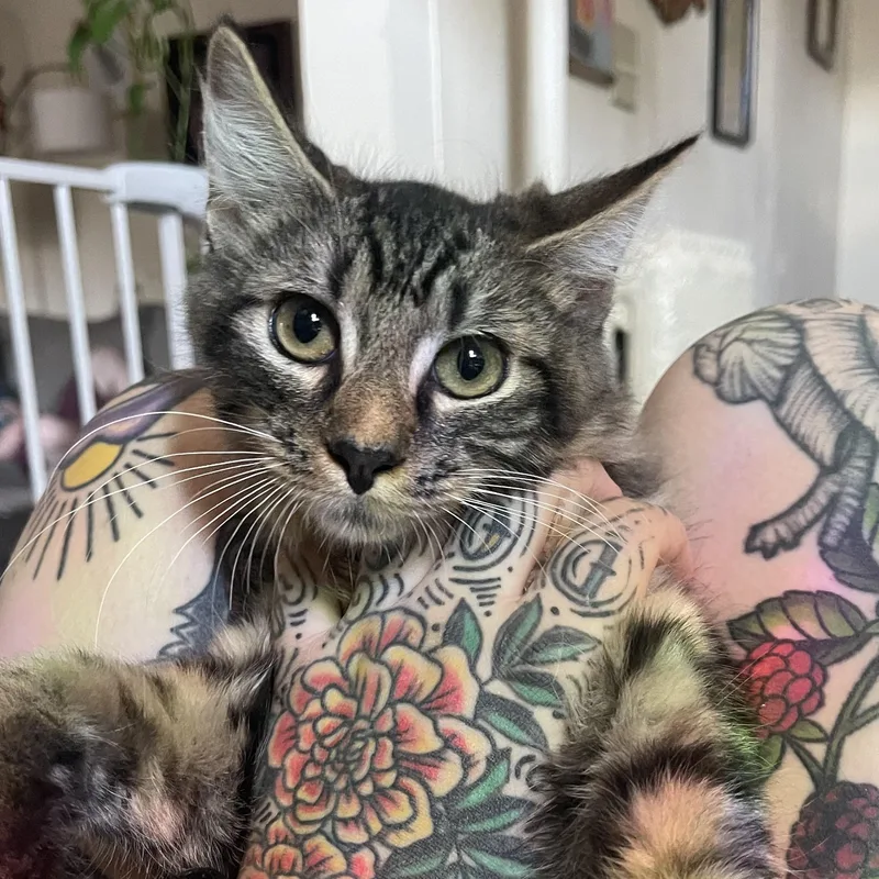A baby medium-sized male Tabby (Brown / Chocolate) Domestic Long Hair cat named Dirty Dan for adoption in Scranton, PA