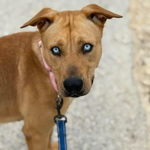 A young medium-sized female Brown / Chocolate Catahoula Leopard Dog dog named Goldie for adoption in Center Point, TX