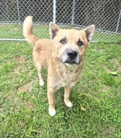 An adult medium-sized male Staffordshire Bull Terrier dog named Lanny for adoption in Houston, TX