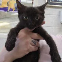 A baby small-sized male Domestic Short Hair cat named Furrnando for adoption in Easton, MD
