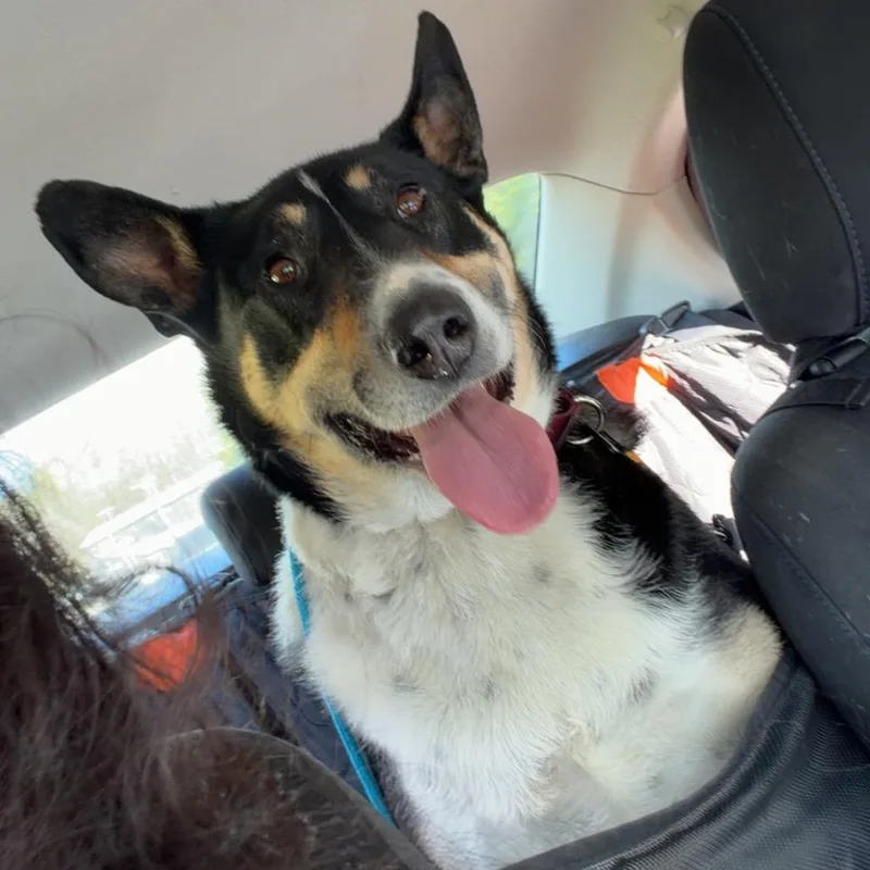 An adult large-sized male Black Smooth Collie dog named Apollo for adoption in Bartlett, TN