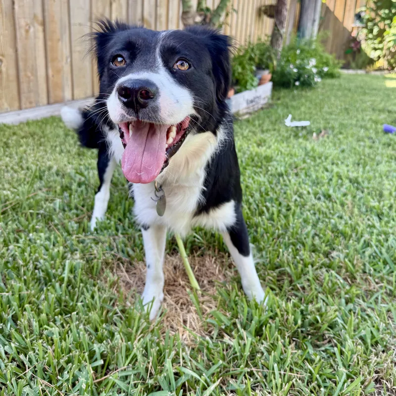 An adult medium-sized male Black Border Collie dog named Ace for adoption in The Woodlands, TX