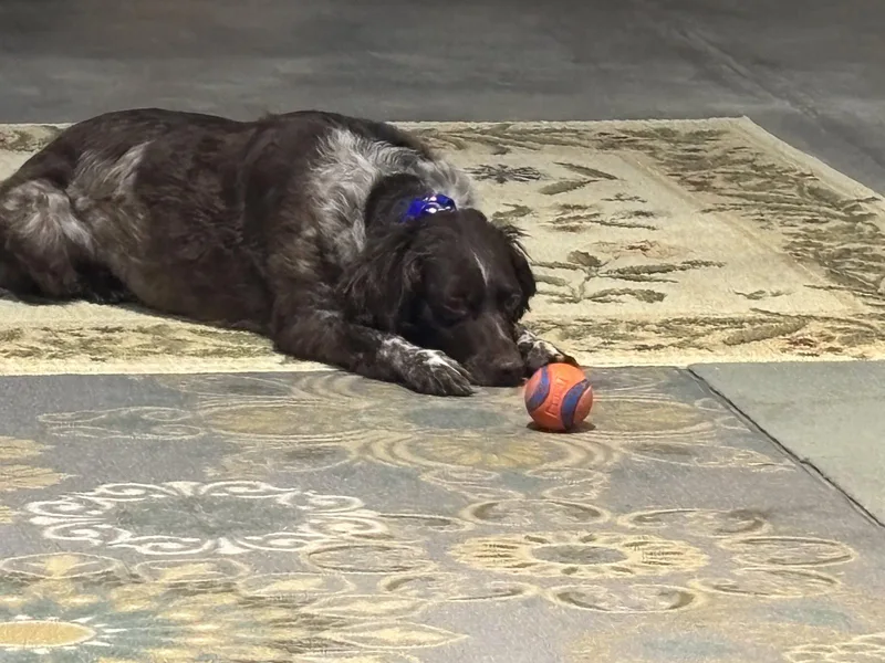 Coarchie thumbnail 2