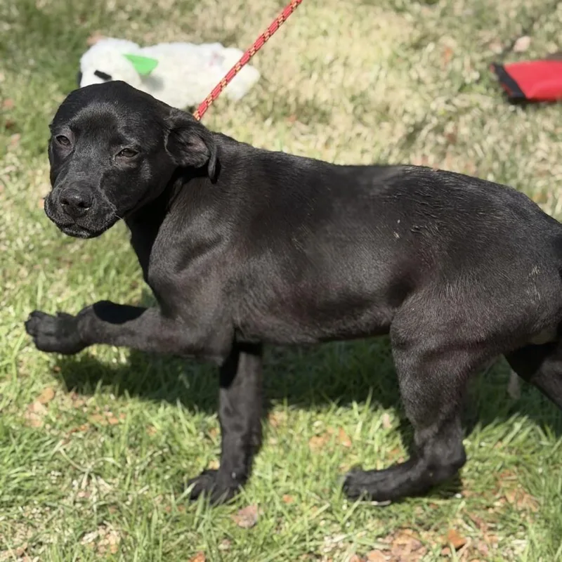 A baby medium-sized male Labrador Retriever dog named Pistachio for adoption in Locust Fork, AL