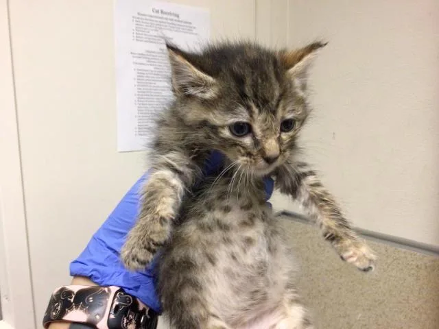 A baby small-sized female Domestic Short Hair cat named Pepper for adoption in Riverside, CA