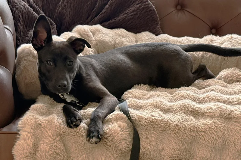 A baby medium-sized female Terrier dog named Pepsi for adoption in Palatine, IL
