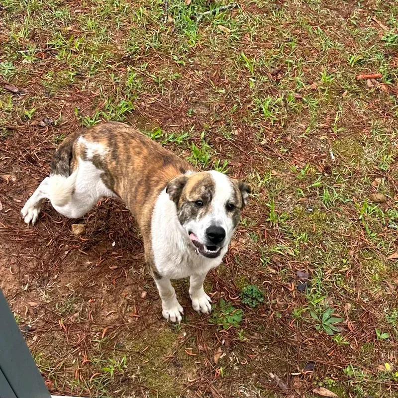 An adult medium-sized male Brindle Mixed Breed dog named Limbo for adoption in Valley, AL