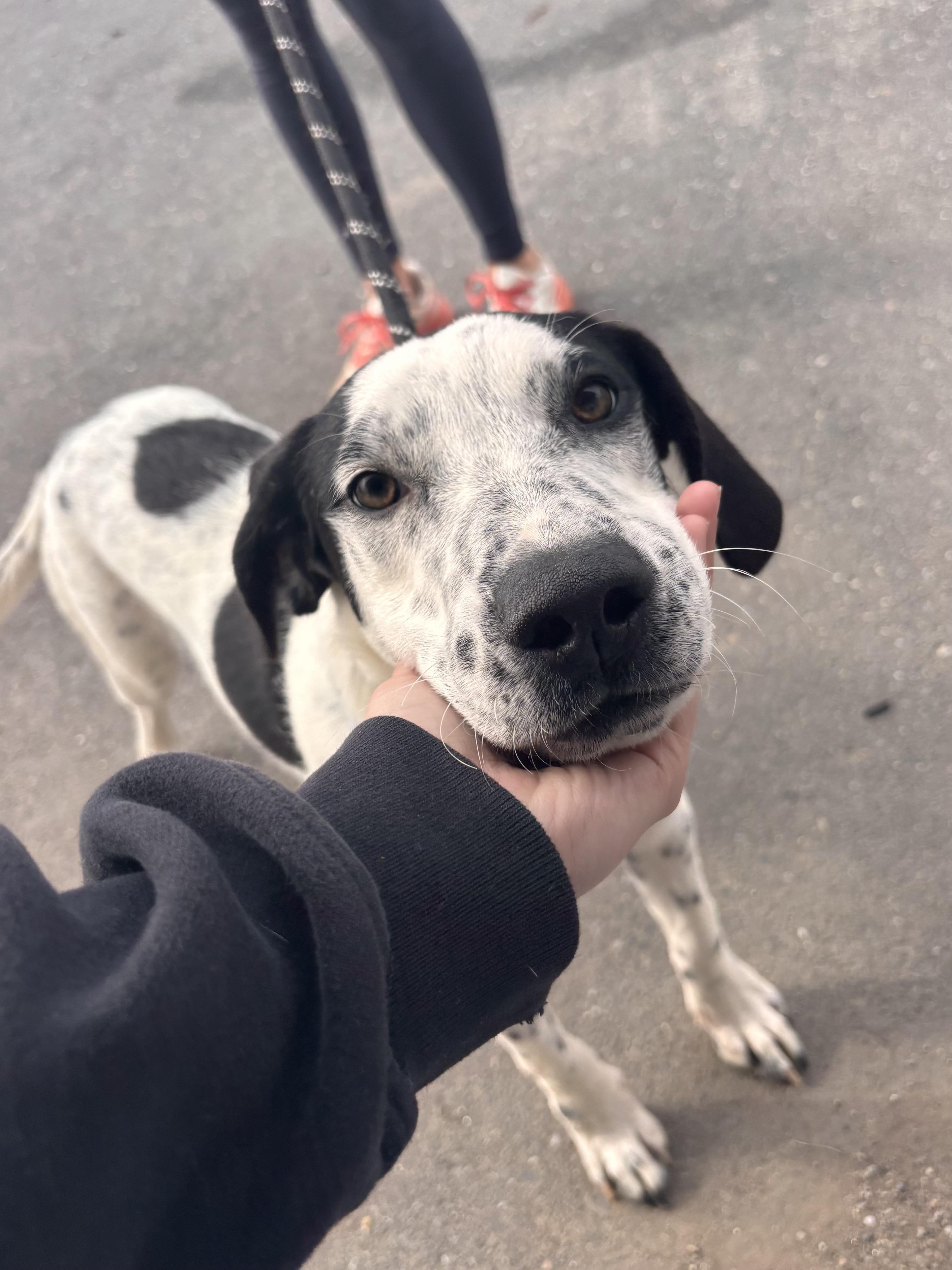 An adult medium-sized female Bicolor Hound dog named Jace for adoption in Ellicott City, MD