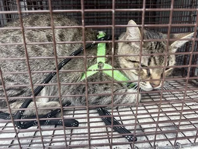 A young large-sized male Domestic Short Hair cat named Pancho for adoption in Houston, TX