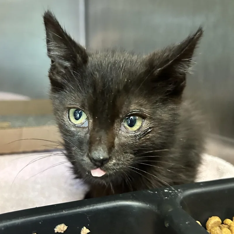 A baby small-sized female Black Domestic Medium Hair cat named Oakley for adoption in Charleston, WV