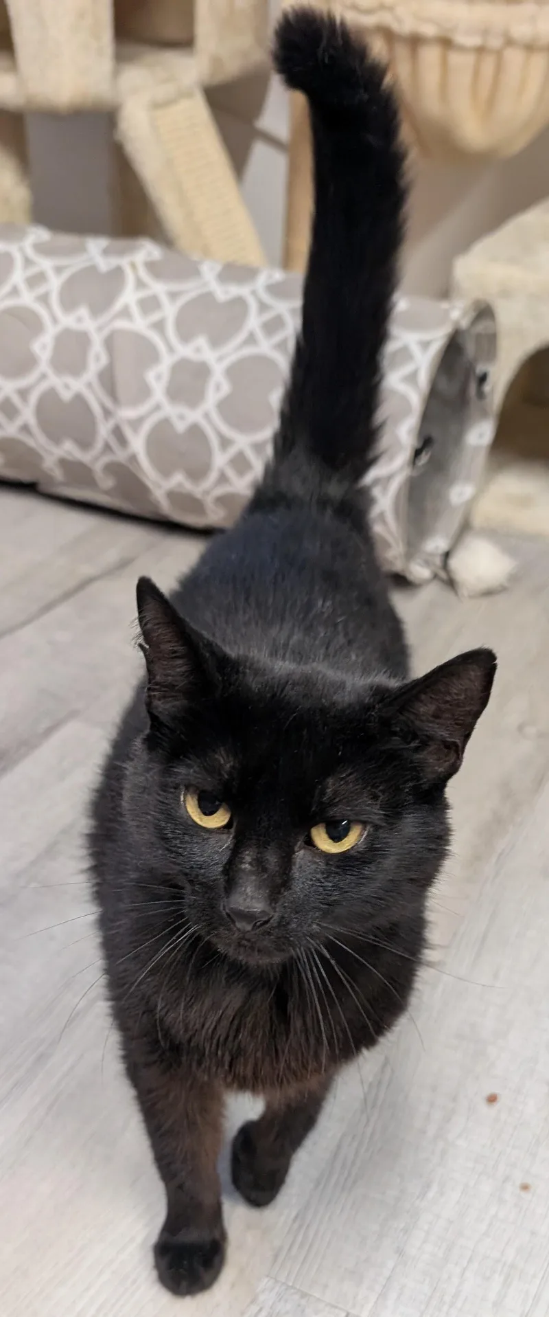 An adult medium-sized female Black Domestic Short Hair cat named Birdie for adoption in Chuckey, TN