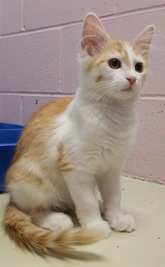 A young small-sized male Domestic Long Hair cat named Bailey for adoption in Hamilton, OH