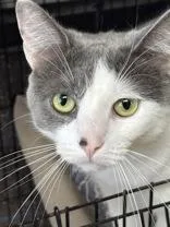 An adult medium-sized female Gray & White Domestic Short Hair cat named Serenity for adoption in Potsdam, NY