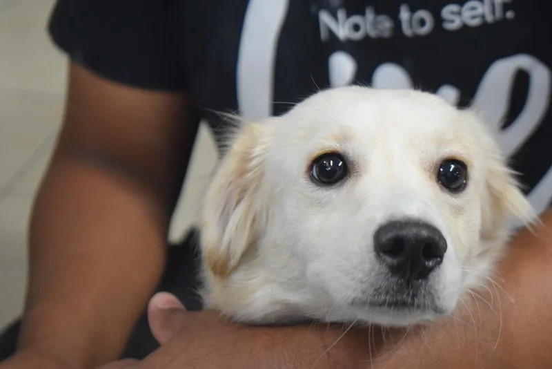 An adult small-sized female Spaniel dog named Pistachio for adoption in Pahrump, NV