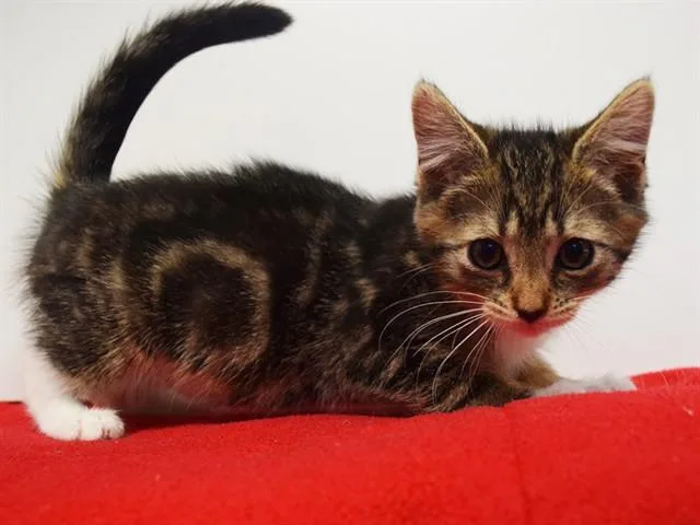 A baby small-sized female Domestic Short Hair cat named Violet Furioso for adoption in Sacramento, CA