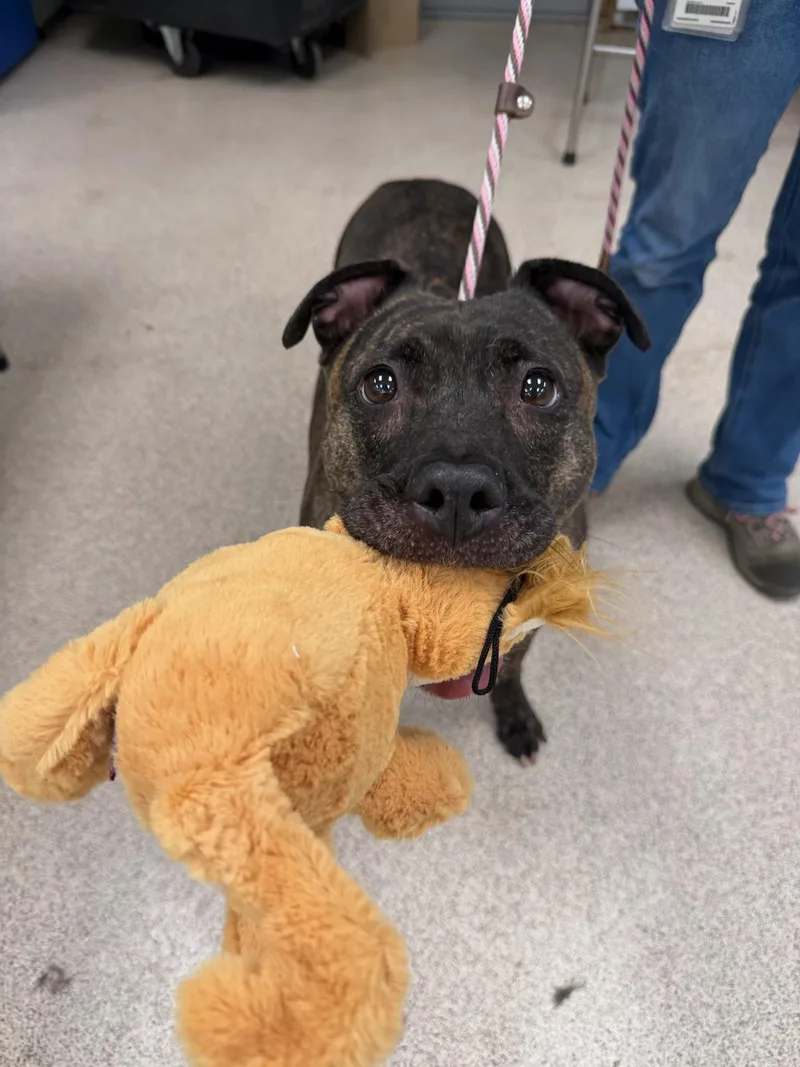 A senior large-sized female Pit Bull Terrier dog named Pearl for adoption in Teterboro, NJ