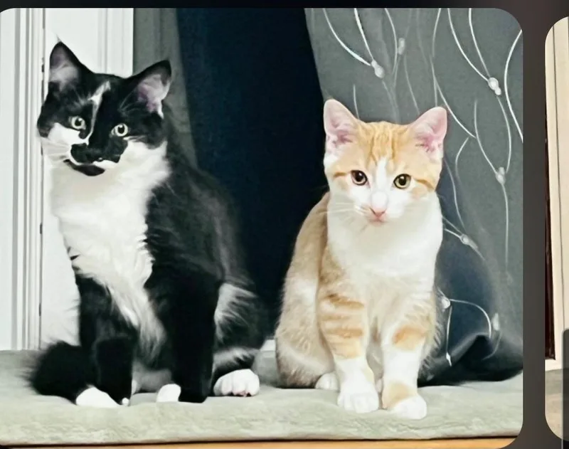 Snickers & Junior Mint thumbnail 3