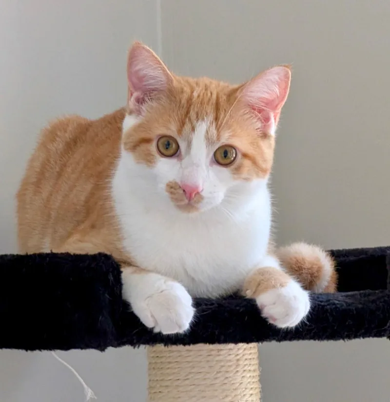 Snickers & Junior Mint thumbnail 6