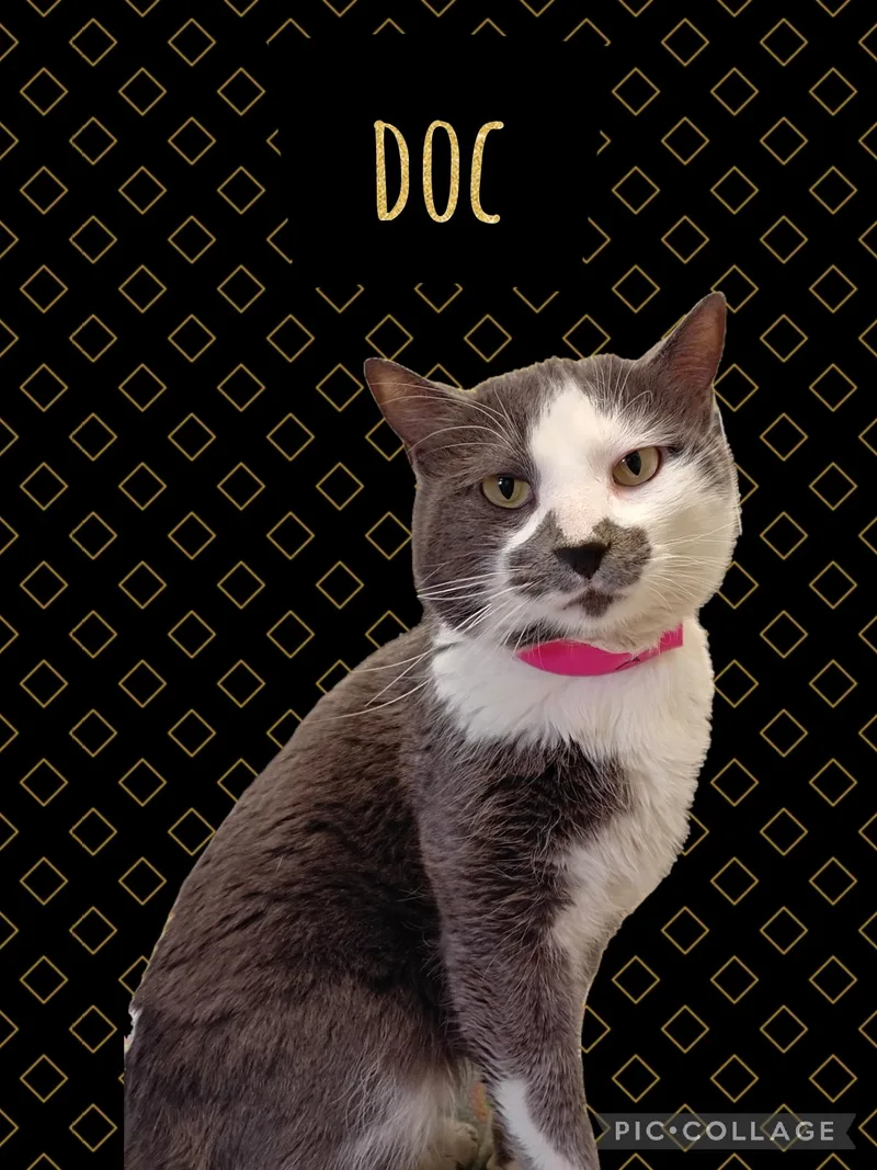 An adult medium-sized male Domestic Short Hair cat named Doc for adoption in Muncie, IN