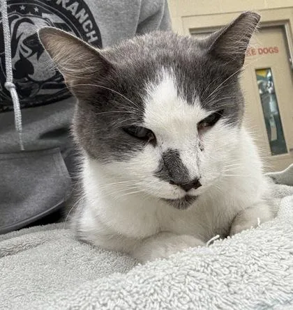An adult medium-sized male Domestic Short Hair cat named Ramsey for adoption in Fishers, IN