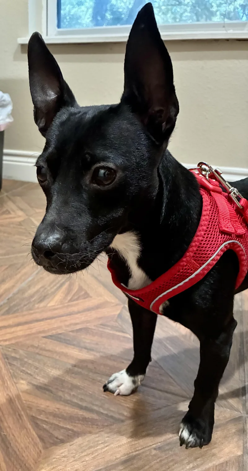 A young small-sized male Chiweenie dog named Pez for adoption in Tomball, TX