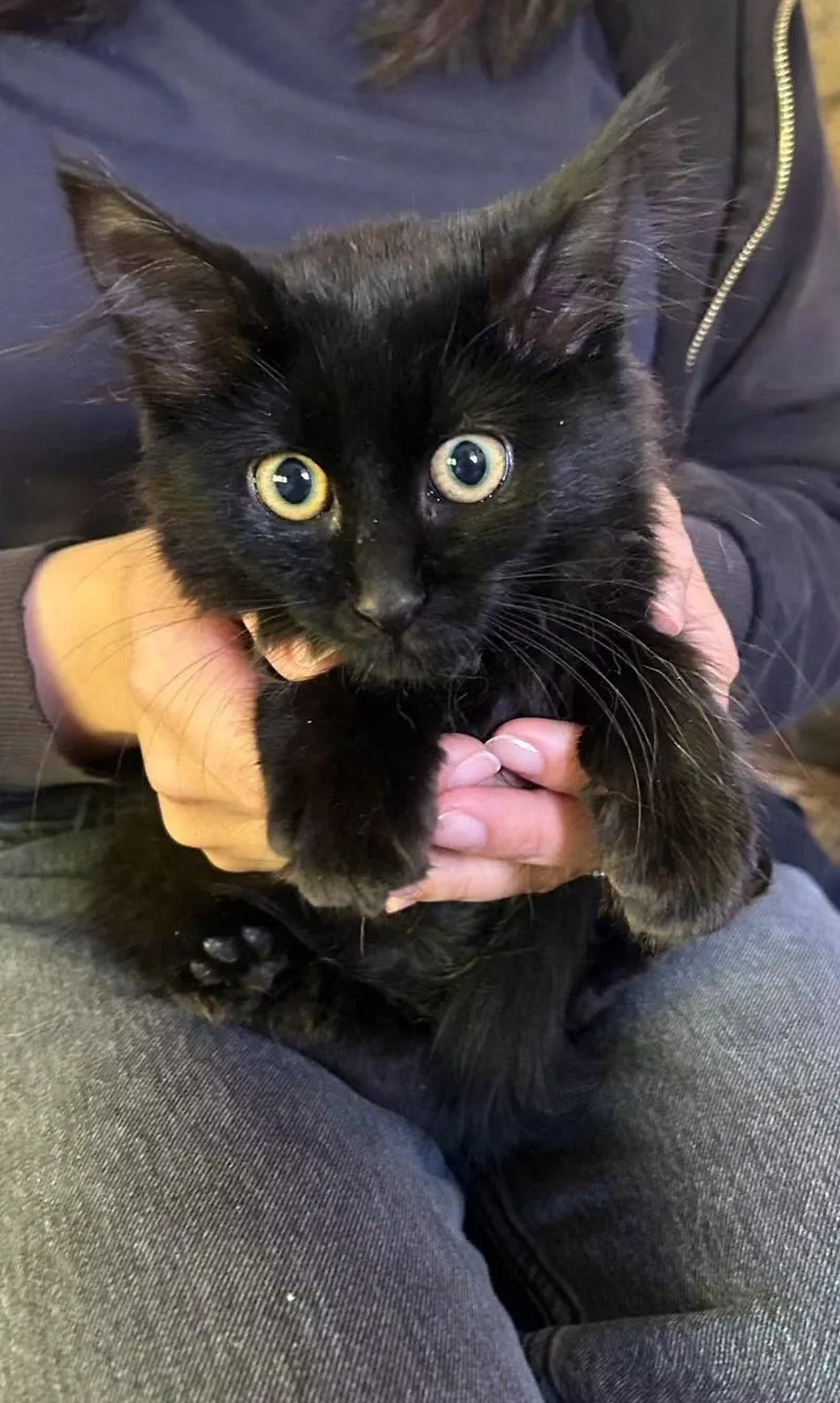 A baby large-sized male Black Maine Coon cat named Jorgy for adoption in Napa, CA